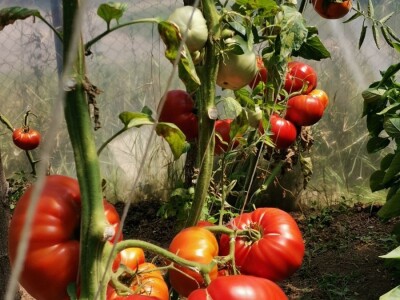 Džinovski paradajz i kivano privlače pažnju kupaca Džinovski paradajz i kivano privlače pažnju kupaca