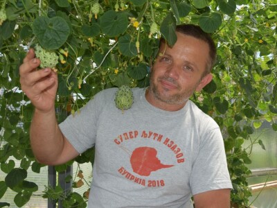 Džinovski paradajz i kivano privlače pažnju kupaca Džinovski paradajz i kivano privlače pažnju kupaca