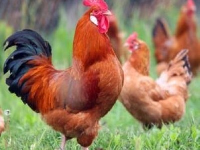 Koke hrvatice BZ Pauk-čeka Bušanje kod Imotskog (Željko Tomas)