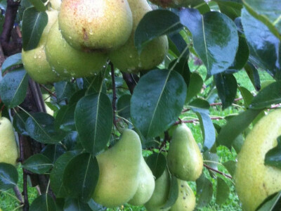 Porodica Mujčić iz Kozaruše