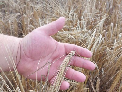 Slaven Puzjak - početak žetve ječma Slaven Puzjak - početak žetve ječma