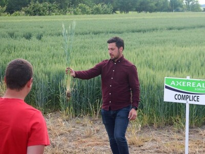 Axereal dan polja pšenice u Čađavici