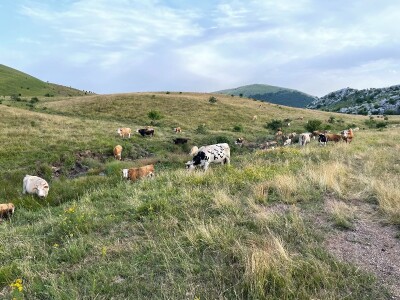 Tešija … ne objaviti još