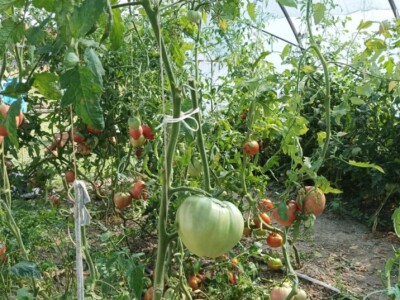 Greške u proizvodnji paradajza