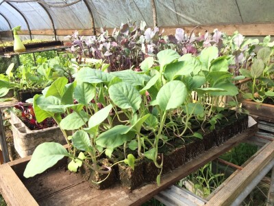 Ecovillage Design Education u Damanhuru 2018.