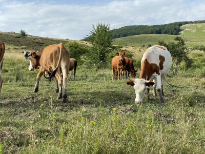 Tešija … ne objaviti još