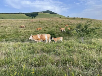 Tešija … ne objaviti još