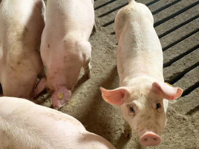 IRENA MAGLAJIĆ OPG MAGLAJIĆ