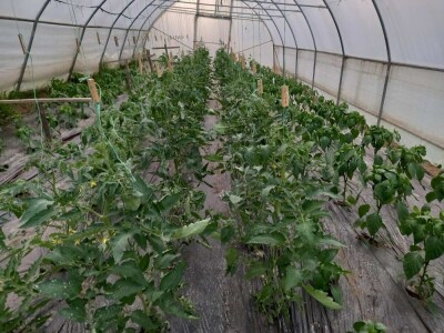 Edina Ćenanović: Pandemija je donijela probleme, ali i veću potražnju za domaćim proizvodima