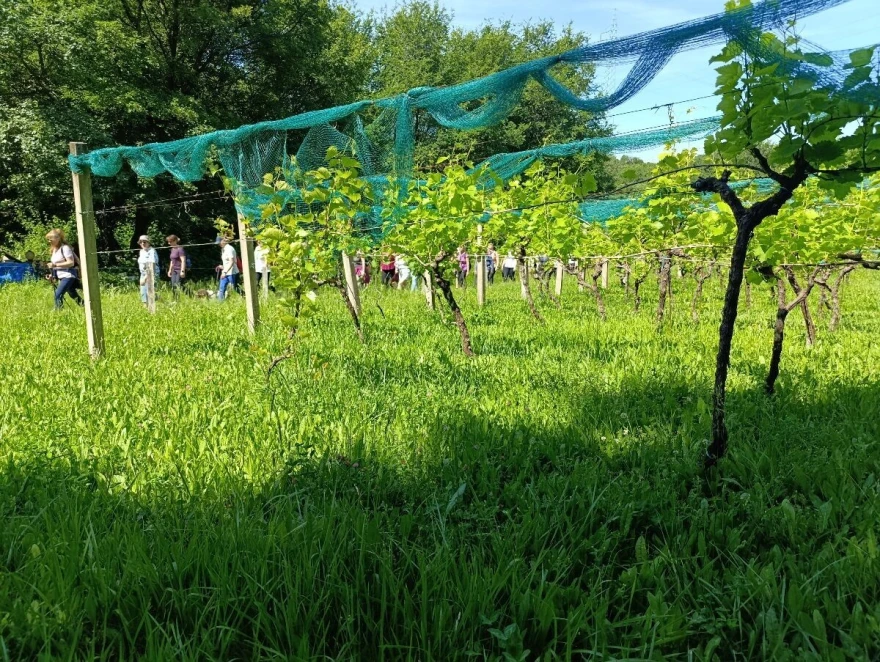 &Scaron;etnja kalići
