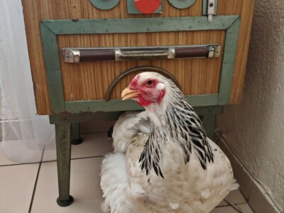 Kokoši Emine Benije Šomođi nose jaja različitih boja