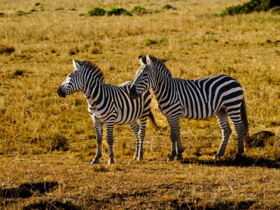 Agrarni novinari u Keniji