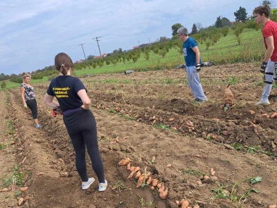 Prodaja batata Zdravke Matković na samoposlužnom štandu u Suhopolju