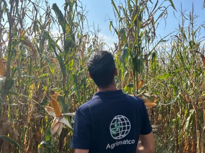 "Dani polja kukuruza" u Velikoj Kladuši