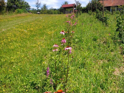 Lijek iz prirode - za svaki organ biljka postoji! Lijek iz prirode - za svaki organ biljka postoji!