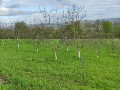 Ekološki nasadi oraha