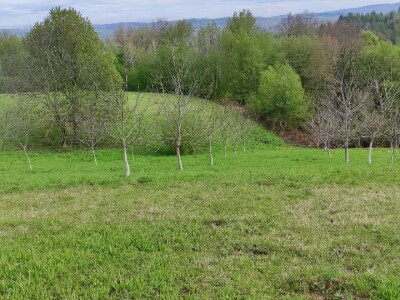 Ekološki nasadi oraha