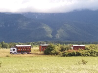 Eko češnjak iz Like