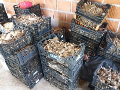 Eko češnjak iz Like