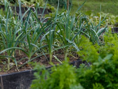 Eko edukacijska farma Greenville