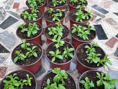 "Eko Etna" u ponudu uvrstila tečni koncentrat i sadnice stevije