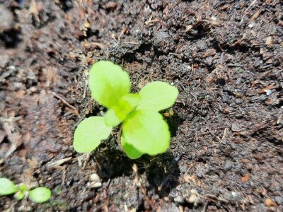 "Eko Etna" u ponudu uvrstila tečni koncentrat i sadnice stevije