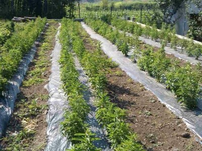 "Eko Etna" u ponudu uvrstila tečni koncentrat i sadnice stevije