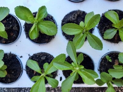 "Eko Etna" u ponudu uvrstila tečni koncentrat i sadnice stevije