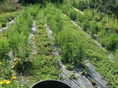 "Eko Etna" u ponudu uvrstila tečni koncentrat i sadnice stevije