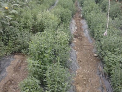 "Eko Etna" u ponudu uvrstila tečni koncentrat i sadnice stevije