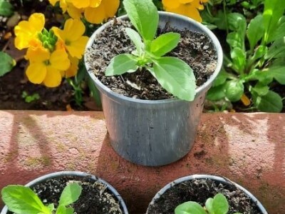 "Eko Etna" u ponudu uvrstila tečni koncentrat i sadnice stevije