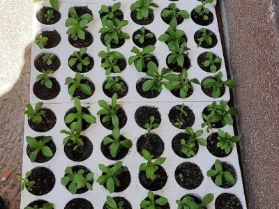 "Eko Etna" u ponudu uvrstila tečni koncentrat i sadnice stevije