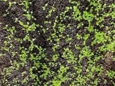 "Eko Etna" u ponudu uvrstila tečni koncentrat i sadnice stevije