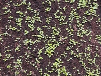 "Eko Etna" u ponudu uvrstila tečni koncentrat i sadnice stevije