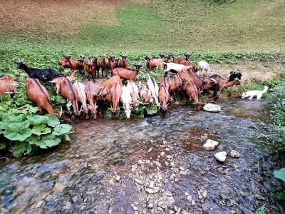 Eko farma Vranduk Eko farma Vranduk