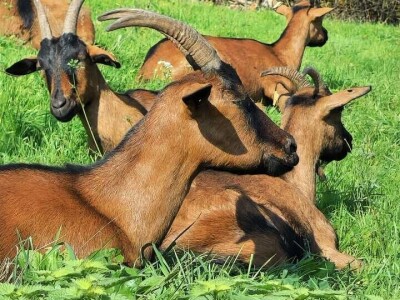 Eko farma Vranduk Eko farma Vranduk