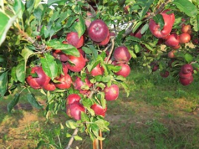 Eko jabuke u voćnjaku OPG Plazibat u Općini Muć