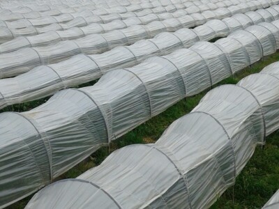 Eko jagode iz Čapljine Eko jagode iz Čapljine