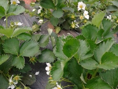 Eko jagode iz Čapljine Eko jagode iz Čapljine