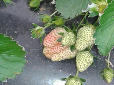 Eko jagode iz Čapljine Eko jagode iz Čapljine