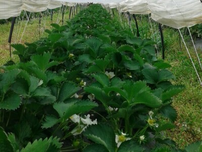 Eko jagode iz Čapljine Eko jagode iz Čapljine