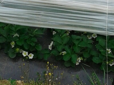 Eko jagode iz Čapljine Eko jagode iz Čapljine