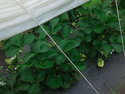 Eko jagode iz Čapljine Eko jagode iz Čapljine