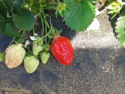 Eko jagode iz Čapljine Eko jagode iz Čapljine