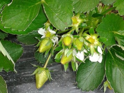 Eko jagode iz Čapljine Eko jagode iz Čapljine