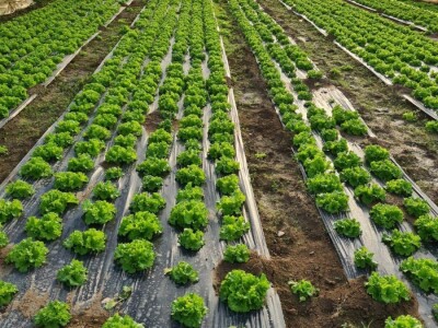 Eko Jasmina- Zajedno sa 12 porodica obrađuju 150 dunuma i planiraju proširivanje proizvodnje