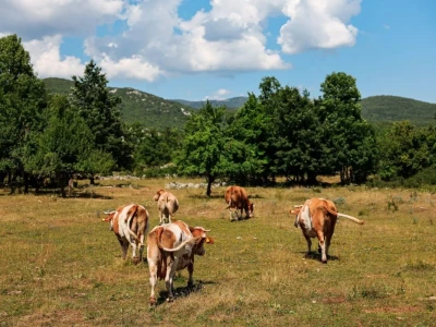 EKO MLIKARIJA I NJEZINA LIKARIJA - Jogurt od kojima svima rastu zazubice!