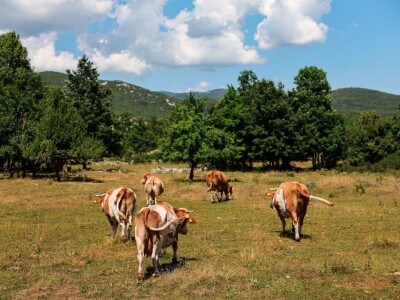 EKO MLIKARIJA I NJEZINA LIKARIJA - Jogurt od kojima svima rastu zazubice!