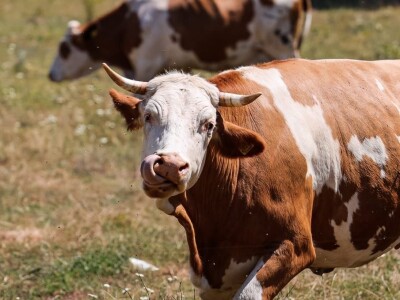 EKO MLIKARIJA I NJEZINA LIKARIJA - Jogurt od kojima svima rastu zazubice!