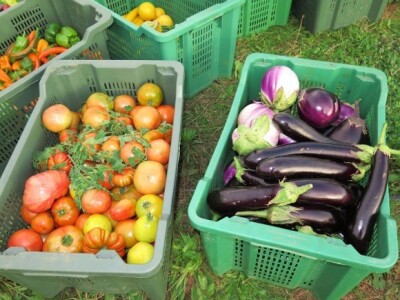 Eko-povrće uzgojeno u Mućkom polju - OPG Plazibat